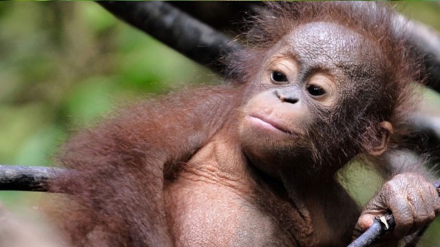 Borneo’s orangutan  