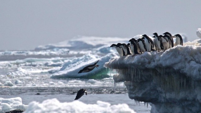 antartica_penguine