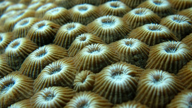 coral0