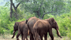 kerala-elephant