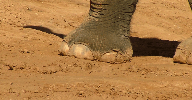 ELEPHANT RAN AMOK