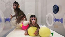 cloning monkey