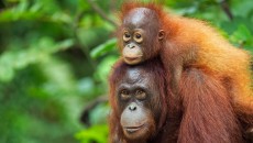 Borneo’s orangutan