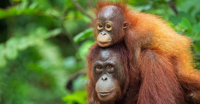 Borneo’s orangutan