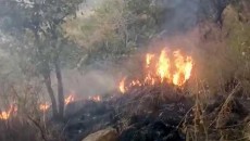 theni forest fire