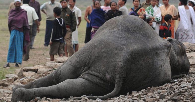 elephant died