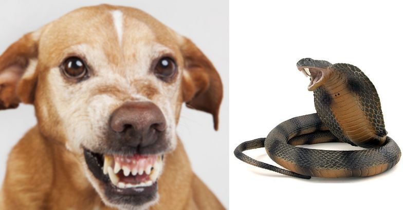 snake-and-dog